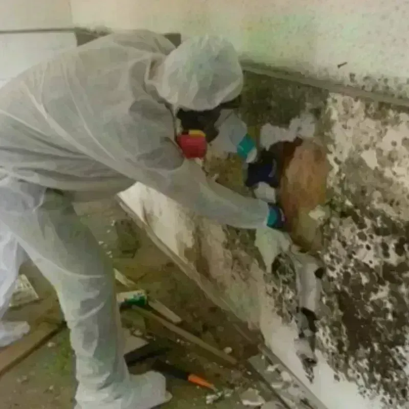 Mold Remediation and Removal in Jemison, AL